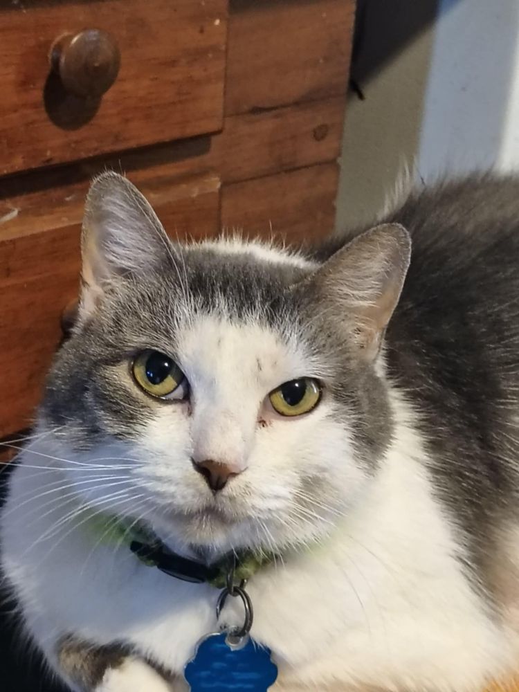 A chubby gray and white cat is sitting on a stool in front of a table.