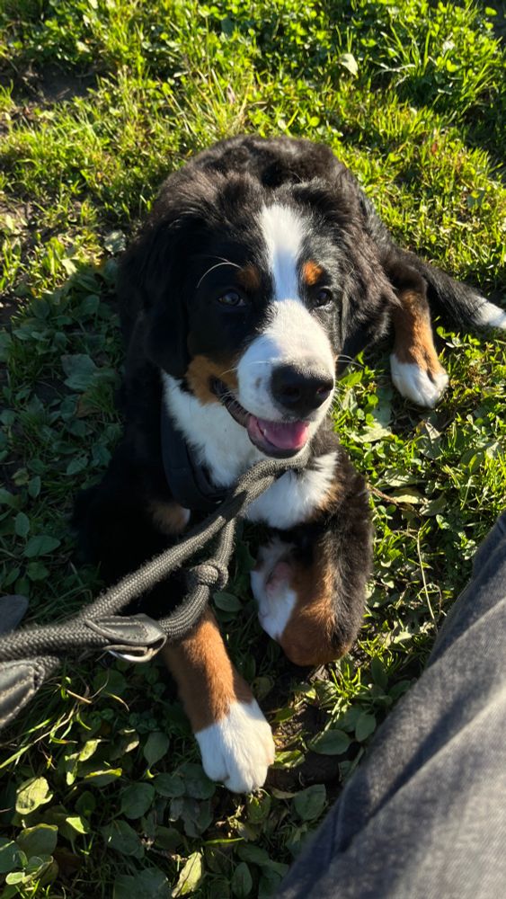 Ein 4 Monate alter Berner Sennenhund liegt angeleint im Gras und schaut in die Kamera.  Er hat die linke Vorderpfote abgeknickt und sieht etwas "verschmitzt" aus.