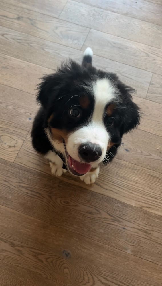 Ein Berner Sonnenhund-Welpe sitzt auf Parkettboden und schaut mit offenem Mund in die Kamera. Er sieht aus als ob er lachen würde.