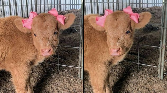 a young light brown calf with pink bows in a stall with dirt and hay floors.  In the left picture she is facing the camera dead on and in the left her face is slightly tilted. She looks coy and ready to see the Barbie film