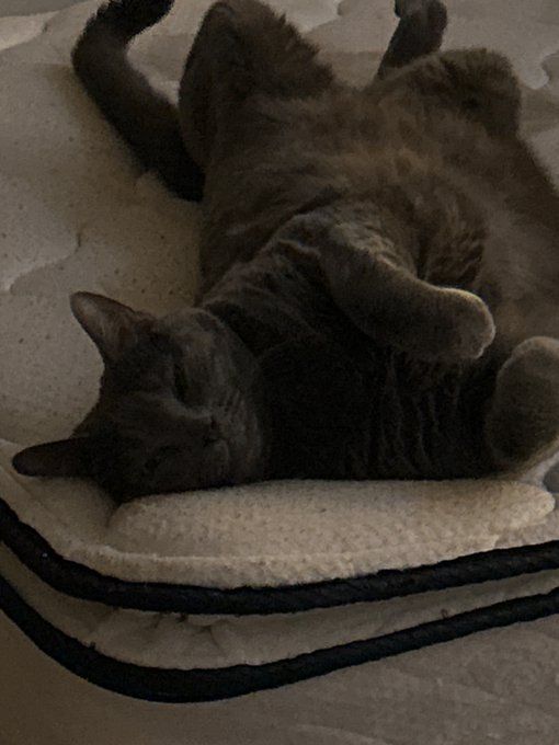 grey cat lounging on her back, with front paws curled and smiling.  On a mattress waiting for sheets to put on.