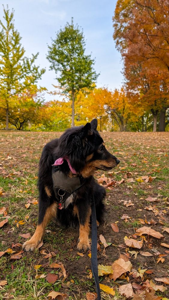 Cordy sitting amid brown leaves in the park 