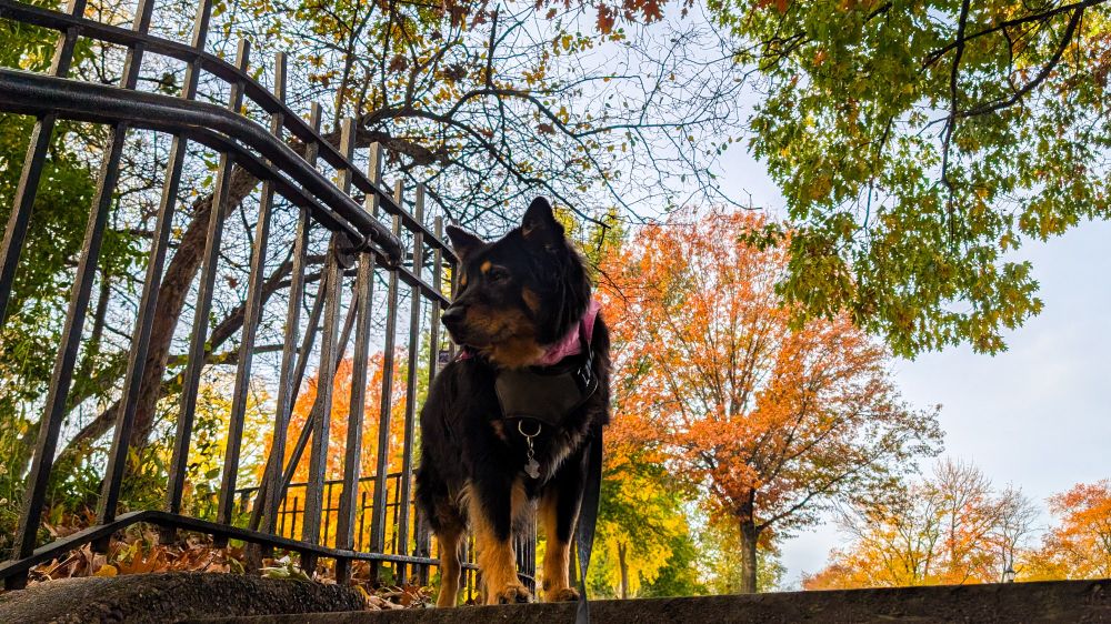 Cordy looking regal in the park