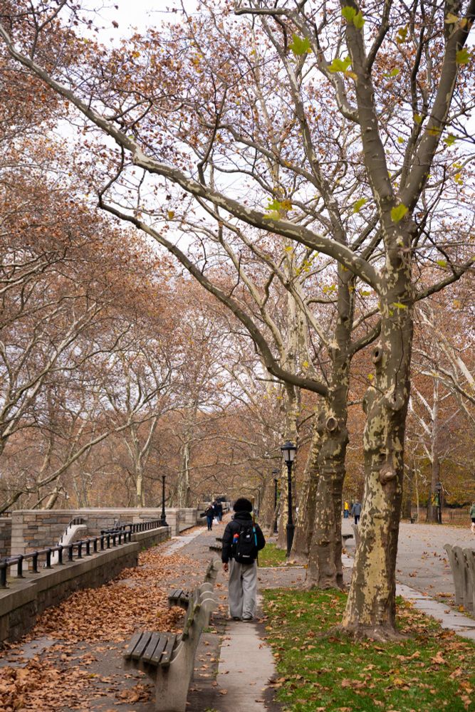 Teenager walking through Riverside Park under a row of trees behind Park benches with a path covered in fallen leaves