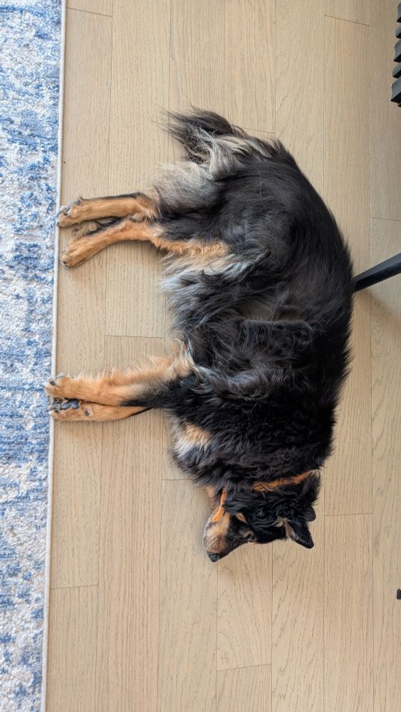 Cordy impersonating a rug