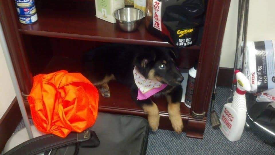 Cordy the day I got her from the shelter in my office, 12/9/2011