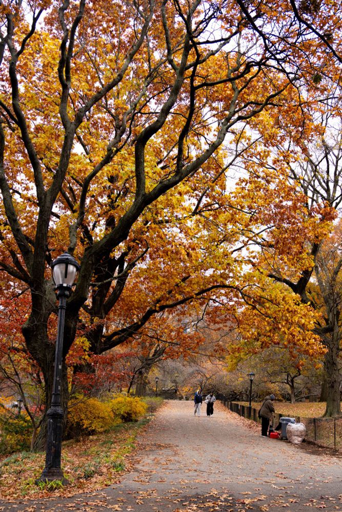 Brilliant yellow and orange tree over a path through the park