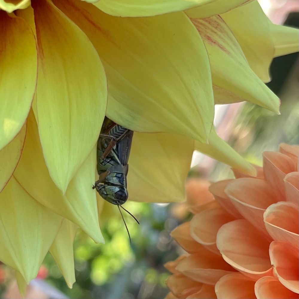 A close up of a grasshopper poking out of a yellow dahlia flower on the top left and there is part of a coral colored dahlia flower on the bottom right. 