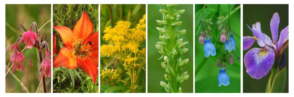 A rainbow made up of different Manitoba wildflowers. The red on the left end is a three-flowered avens (lantern-shaped flowers), orange - wood lily, yellow - goldenrod, green - green bog orchid, blue - lungwort (little blue bells), purple - iris. 