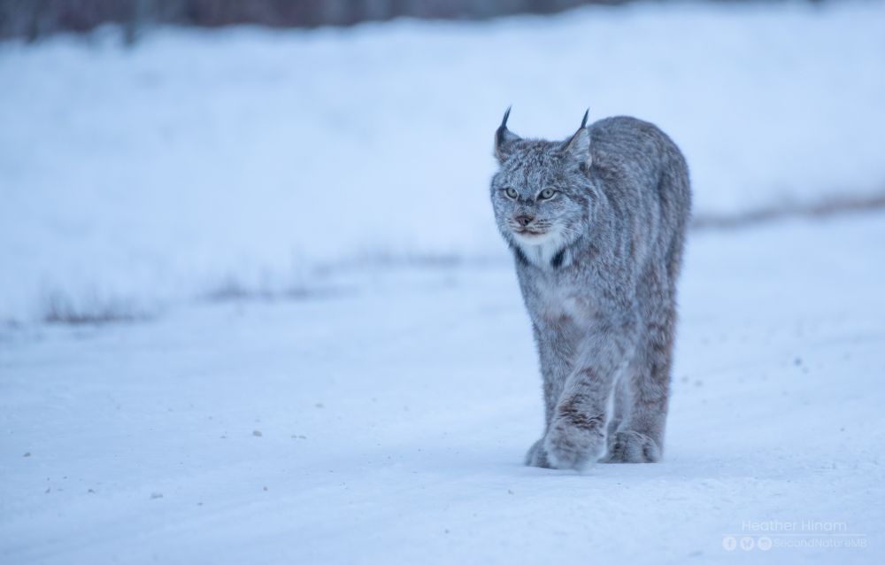 A large, grey female lynx walks down a snowy road with an intense look on her face. 