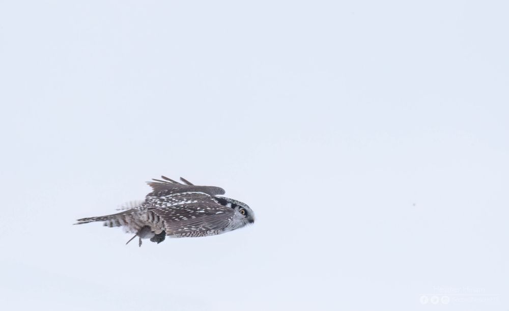 A northern hawk-owl zooms across a grey sky with a vole clutched in its talons. It's yellow eyes are fixed ahead on its goal.