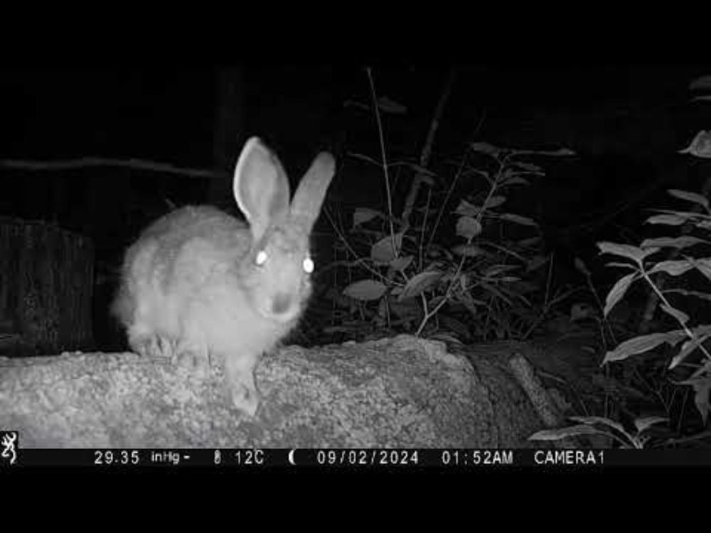 Snowshoe Hare Zoomies