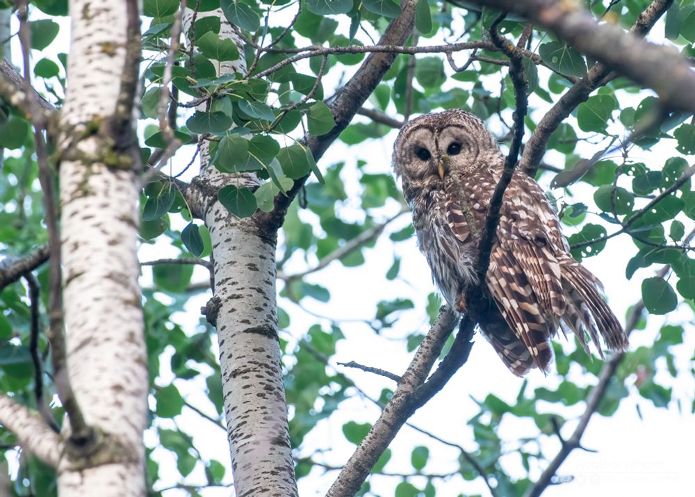 A large, brown, barred owl perches on a small dark branch in the canopy of a trembling aspen. It's looking down to the ground with its large, dark, eyes. 