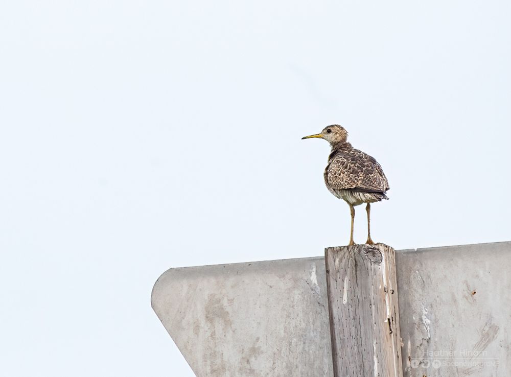 A medium-sized sandpiper with a relatively small head perches on the post of a yield sign on a cloudy day. 
