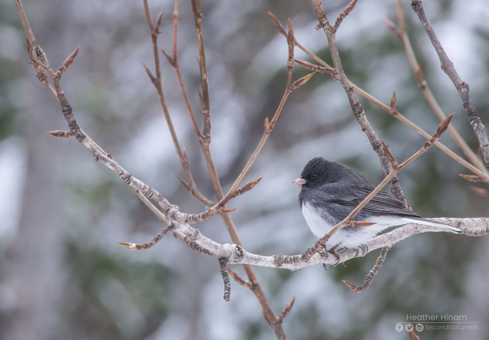 A dark grey and white junco (sparrow-like bird) perched on a bare ask tree on a grey day. 