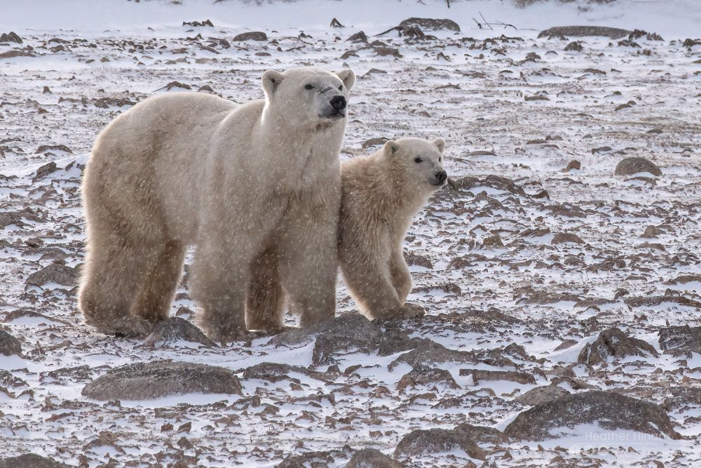 A mom polar bear and cub stand in a snowy dry lake bed and look off into the distance watching some polar bear males off camera. A light snow floats around them. 