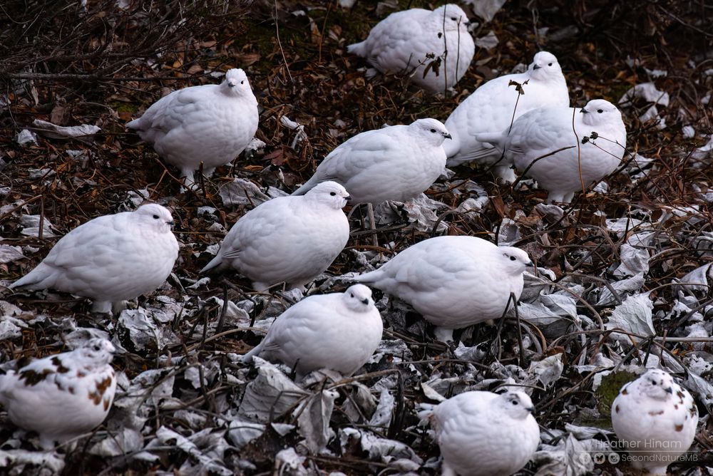 A group of 12 white ptarmigan (tundra chickens) sit in the dead leaves on the ground. 