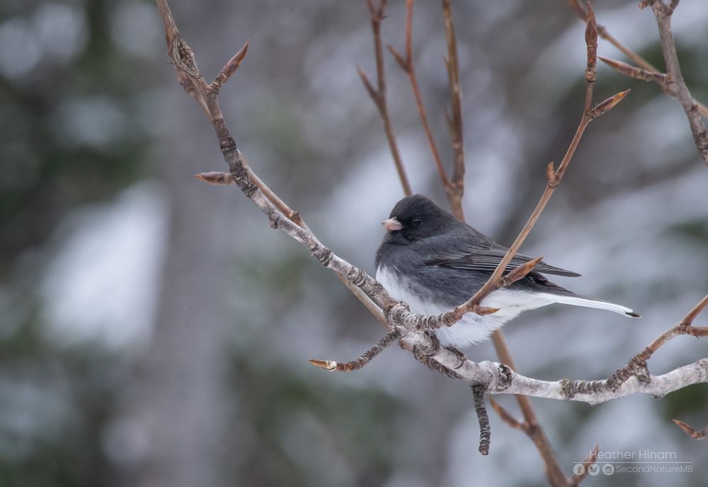 A dark grey and white junco (sparrow-like bird) perched on a bare ask tree on a grey day. 