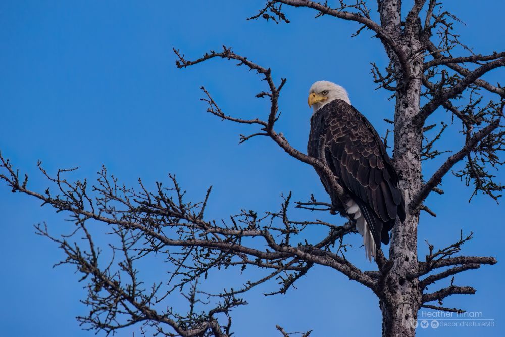 A mature bald eagle perches on a bare spruce tree. It's staring of to the left over its shoulder, like its wings are a cape. The sky behind it is deep blue. 