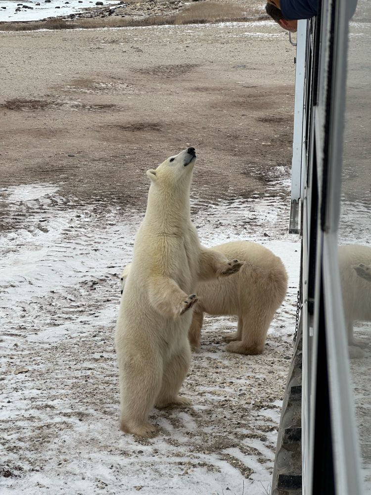 Two polar bears check out a large white tundra vehicle. The closest bear is standing on his hind legs while the other is partially obscured.