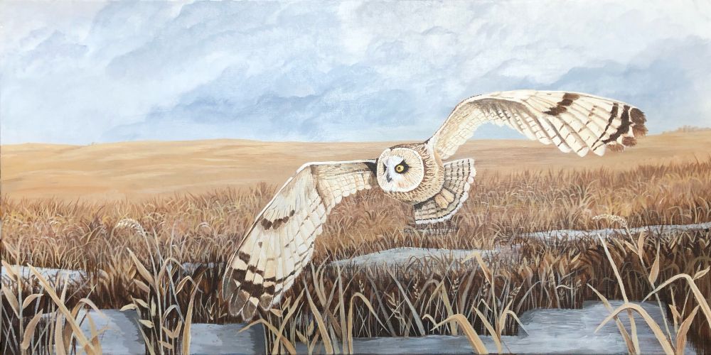 An acrylic painting of a short-eared owl floating over an open field in early spring. Snow patches break up the yellow grasses in the foreground. 