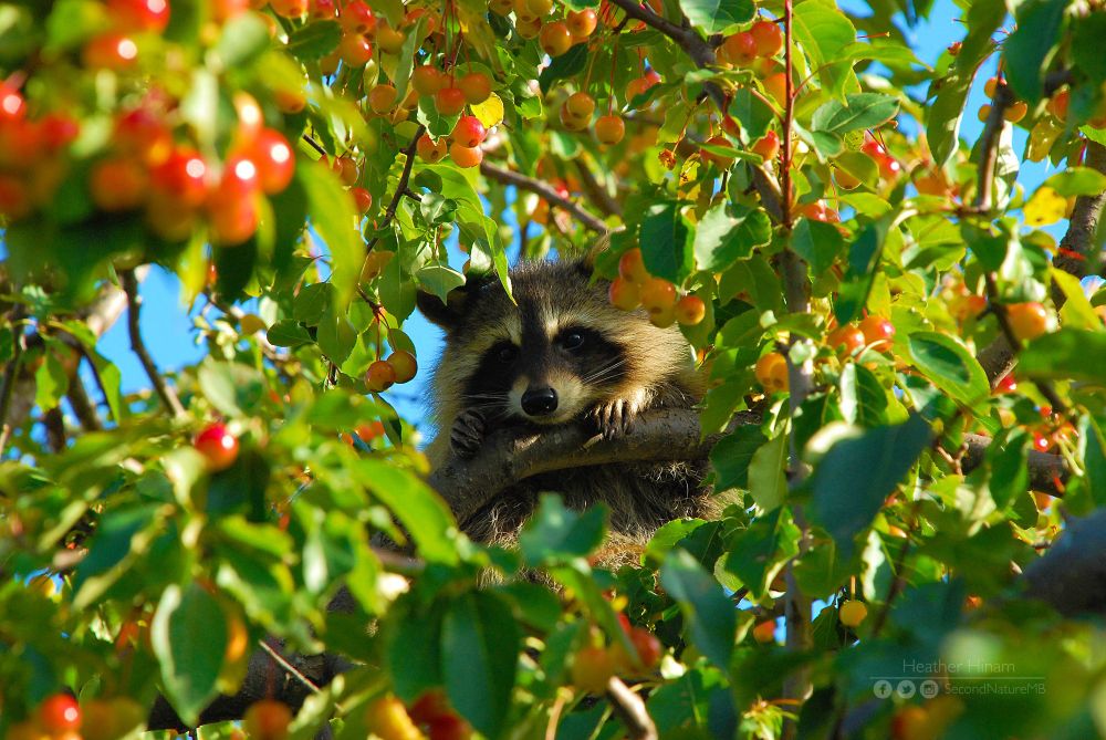 A young raccoon perches in an ornamental crab apple tree surrounded by leaves and orange apples. 
