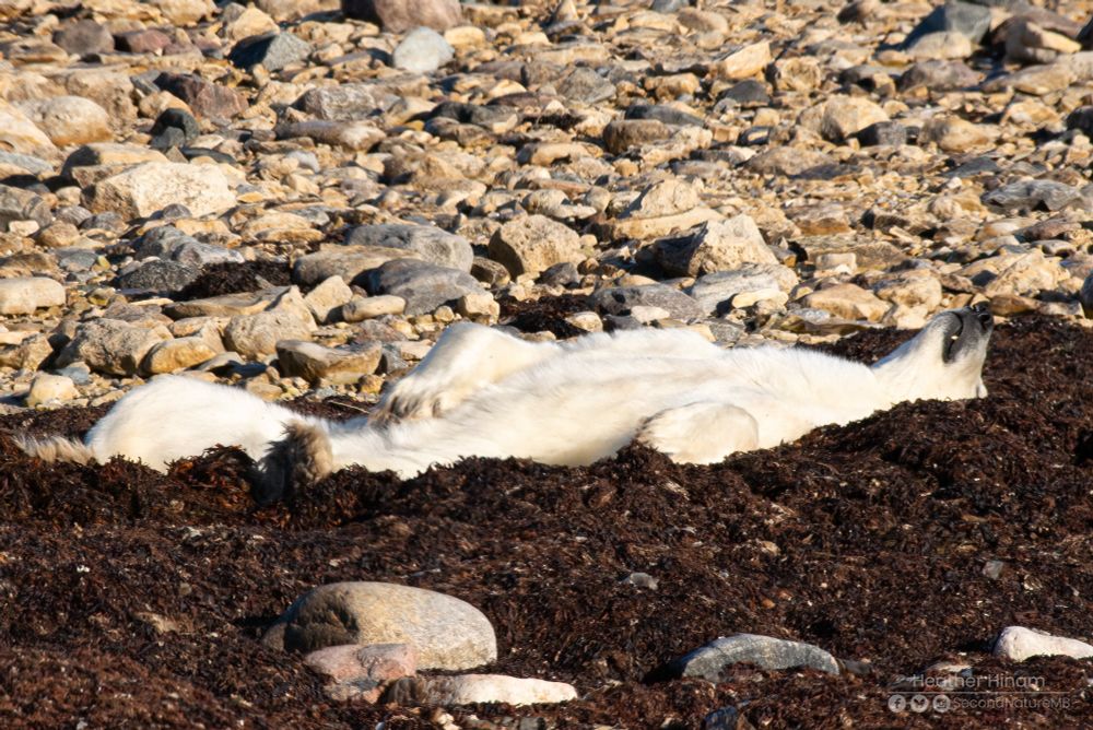 A polar bear stretches out on his back in a deep bed of brown kelp in the sunshine. 