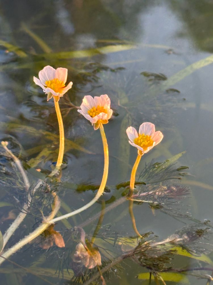 Three tiny white buttercups poke up out of where they are growing in the water. You can see a tangle of greenery underneath the surface. The setting sun lights up everything in a golden glow. 