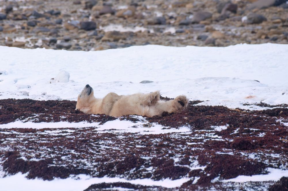 A somewhat dirty polar bear lies contentedly on its back in a bed of reddish kelp surrounded by snow. It looks like a person sleeping in a recliner that is titled all the way back. The bear is pretty much smiling. 