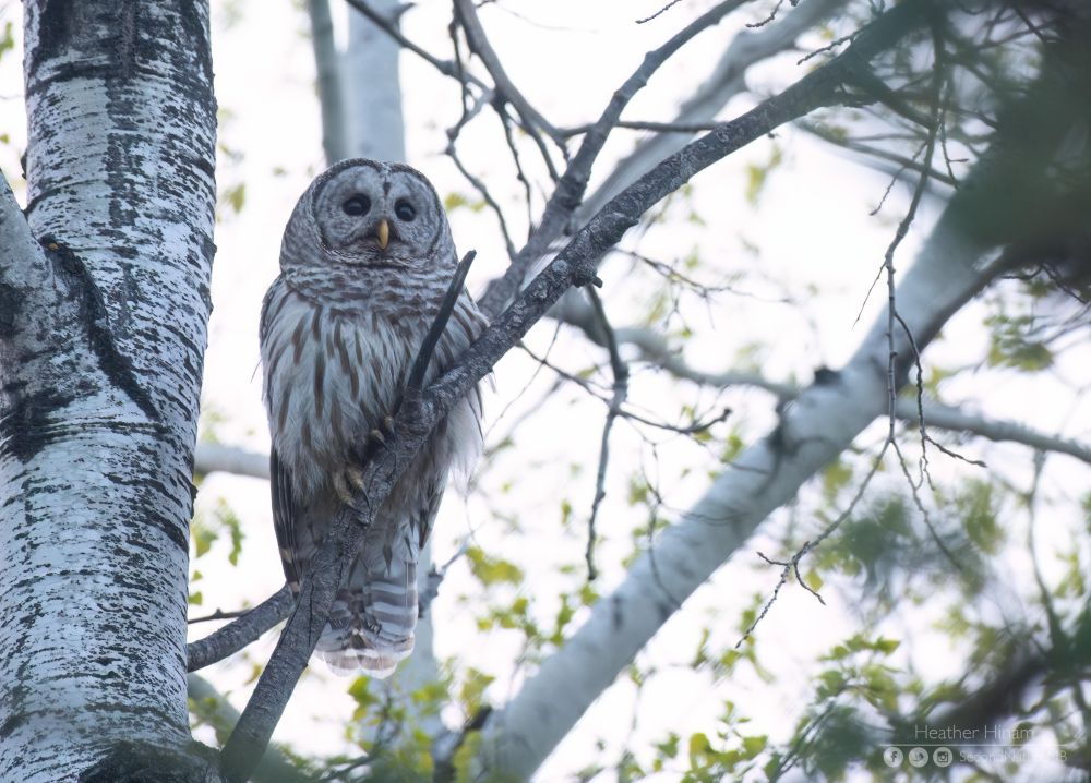 A large, brown-eyed barred owl perches on the diagonal branch of a white aspen tree. It stares off into the distance. 