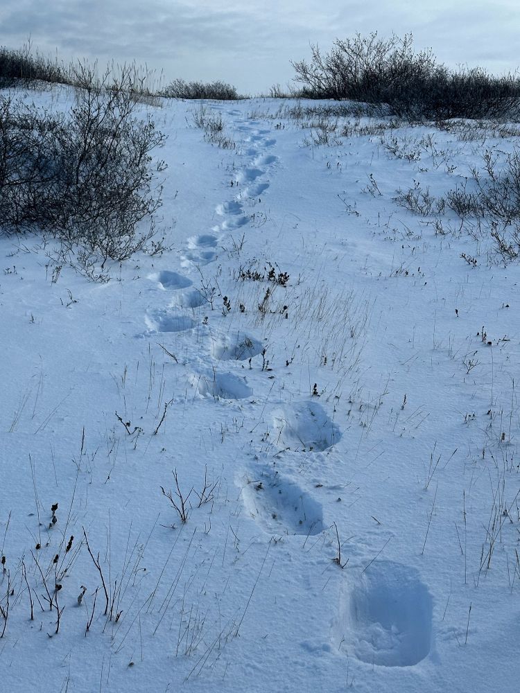 The large snowshoe-footprints of a polar bear coming down a snowy hill. 