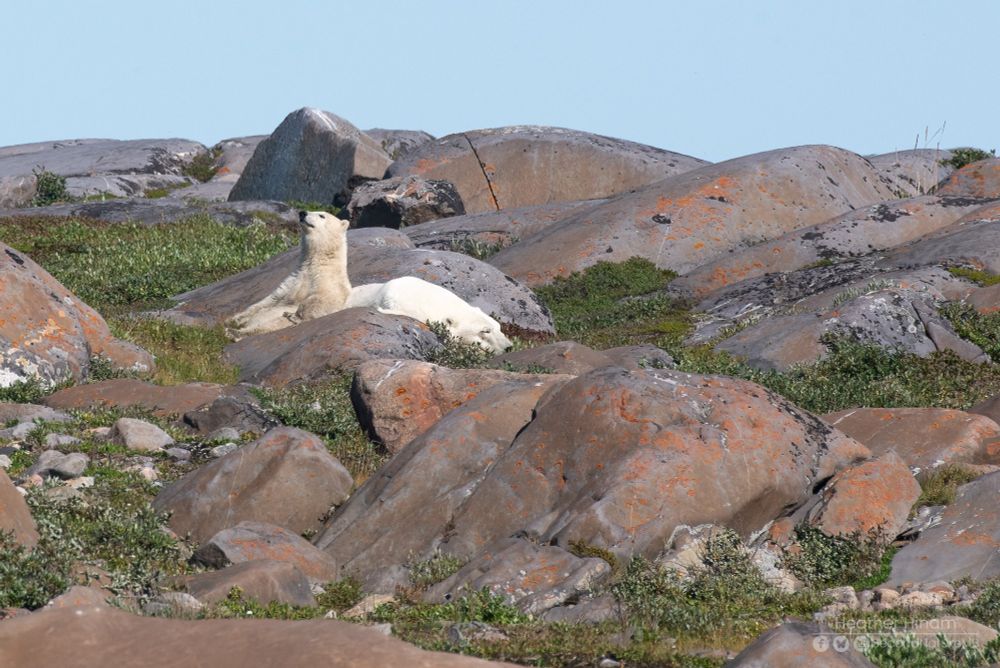 A polar bear cub sits with its back leaning against its sleeping mother and contemplates life among the reddish rocks on a sunny day. If you look really closely, you can see its sibling behind the rock. 