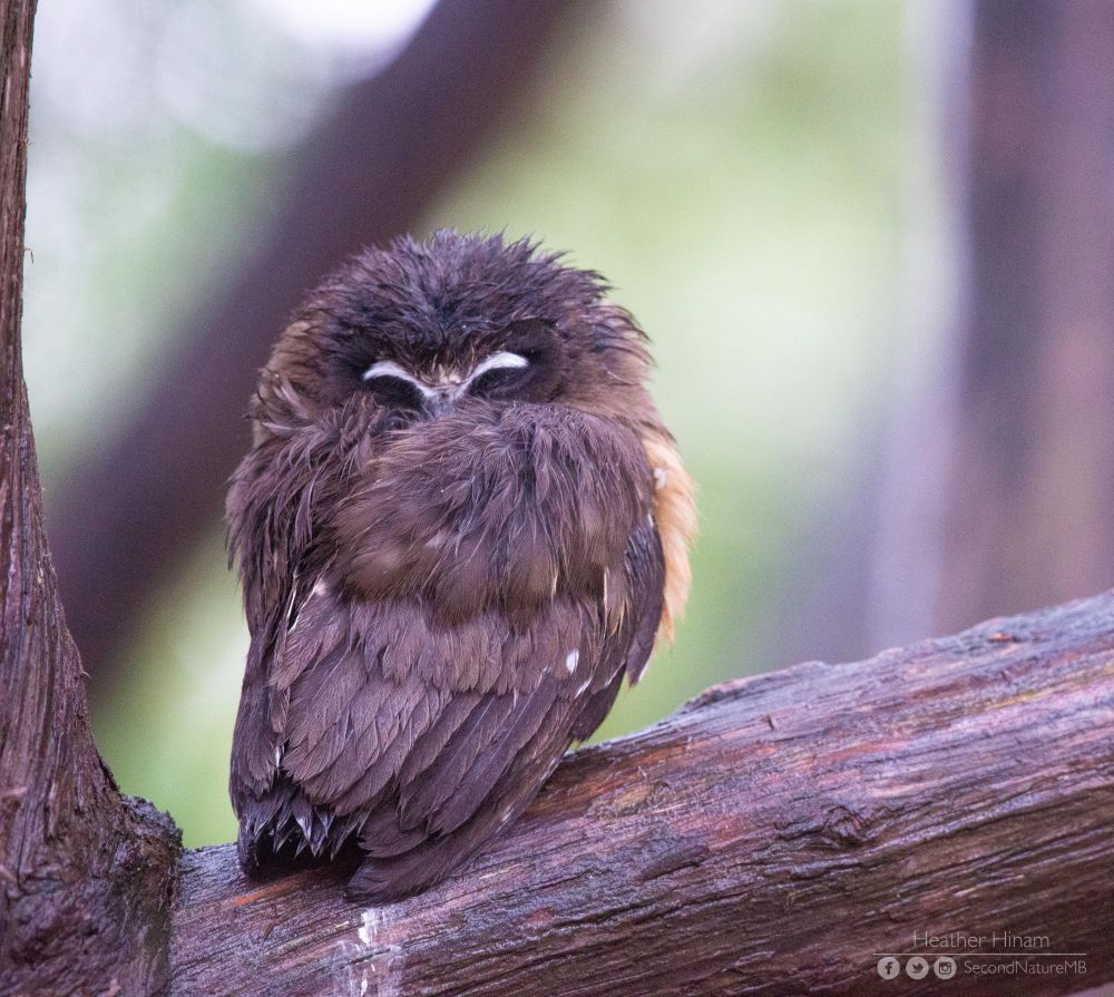 A somewhat bedraggled northern saw-whet owl fledgling sleeps with its head tucked over its back with its beak under the wing. The little brown owl is a little wet from after the rain.