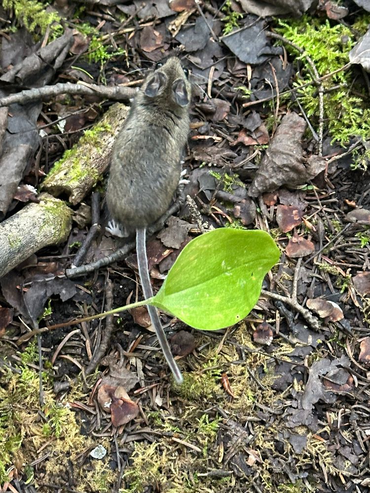 Looking down onto the back of a greyish deer mouse as it runs away into the forest.