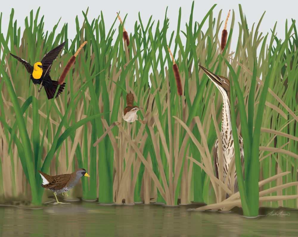 An illustration of common marsh birds tucked into the cattails. A sora rail walks along the water and an American bitter hides along the edge. A marsh wren and yellow-headed blackbird perch in the grasses.