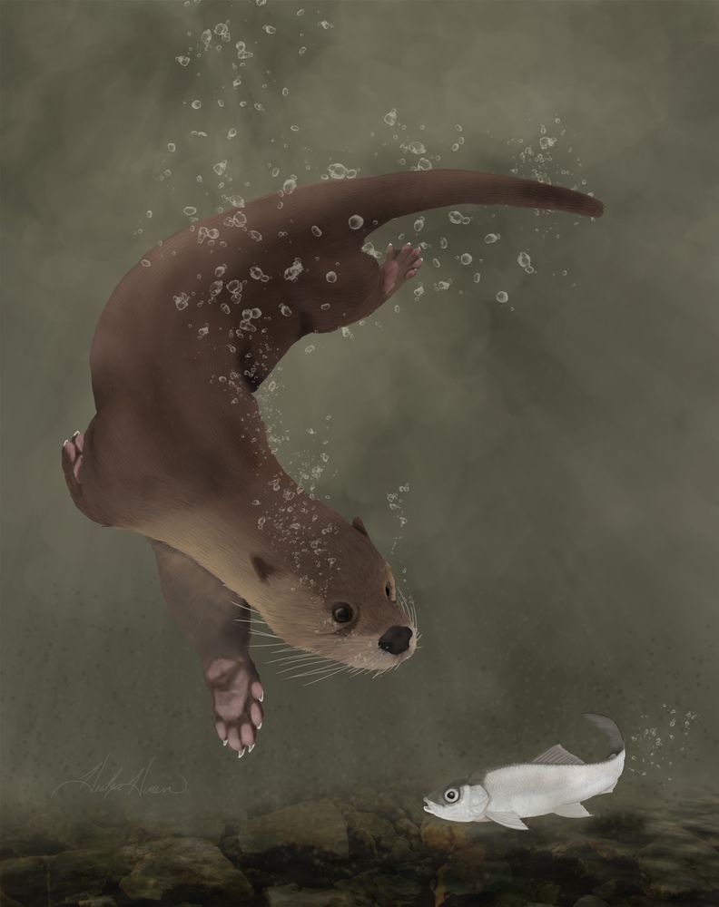 A brown river otter twists its body as it swims down toward the bottom of a rocky body of water. It's intent on trying to snag a white and grey fish called a tulibee swimming near the rocks on the bottom. 