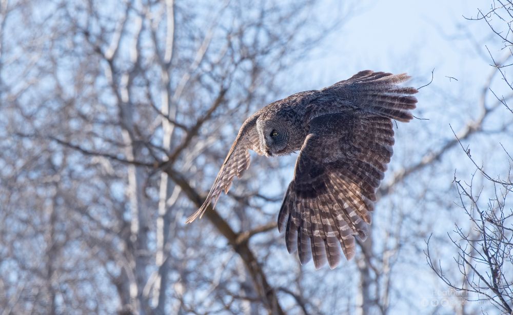 A large great gray owl swoops down from its perch on a sunny winter day. The light illuminates its wing feathers. 