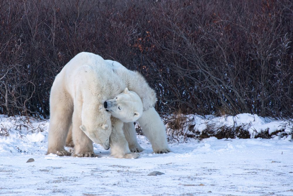 The bears are up on all fours now with one draping himself over the back of the other who chomps on the loose fur around his opponent's neck. 