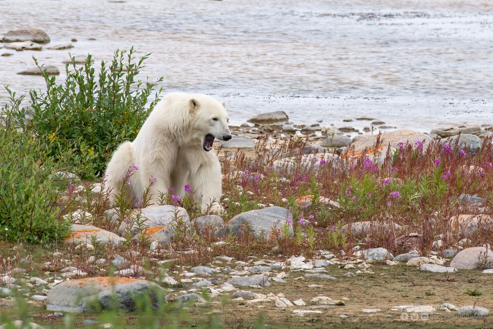 A young polar bear has just woken up from a nap next to a tundra pond and is yawning. However, the yawn looks like a scream.