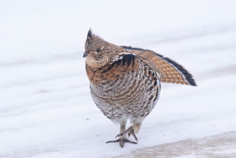 A reddish-brown ruffed grouse struts toward the camera on a snowy road, ruff expanded a bit and tail fanned. 