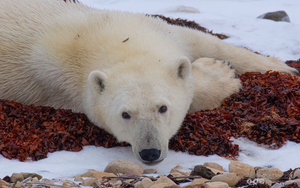 A polar bear looks up curiously at the photographer from its bed of red kelp among the snowy rocks. 