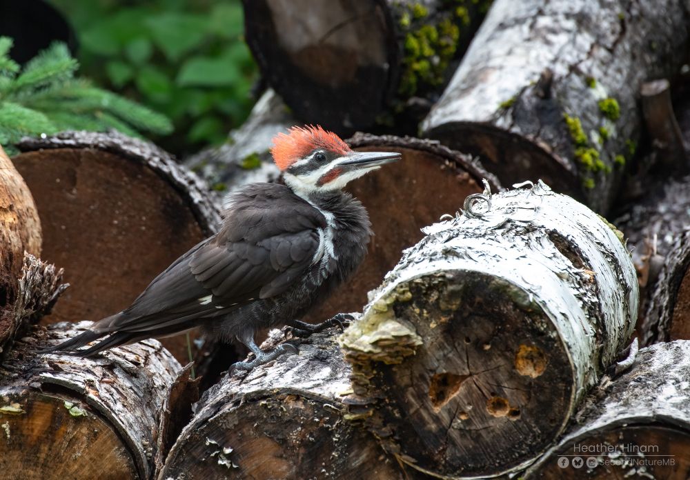 The same juvenile pileated woodpecker, but gone is the sleekness. He's scrunched down and puffed up, an oversized fledgling waiting for his mom on the woodpile. 