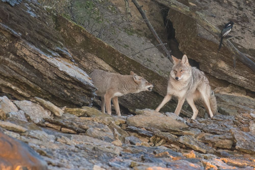 One coyote snarls at another one which rears back with a look of 'dude! chill!' against the backdrop of limestone cliffs. A black-billed magpie ignores the scene. 