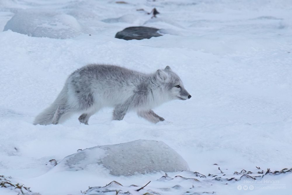 An adorable not quite white yet Arctic fox running over the snow-covered kelp and rocks along Hudson Bay. Their nose is much shorter than a red fox. 