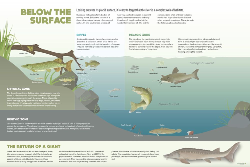 A full-colour proof of an interpretive panel about the fish and other animals that live in Manitoba's Assiniboine River titled Below the Surface. It divides the river up into the Littoral zone near shore, the pelagic zone in the middle and the benthic zone at the bottom. The the littoral zone are northern pike, yellow perch, and leopard frogs. The pelagic zone has walleye, channel catfish, phytoplankton, zooplankton and emerald shiners. There are burbot, mussels, tube worms and mayfly nymphs in the benthic zone. Rock bass and longnose dace live in the riffles near shore. The bottom of the panel talks about the reintroduction of lake sturgeon to the river. 