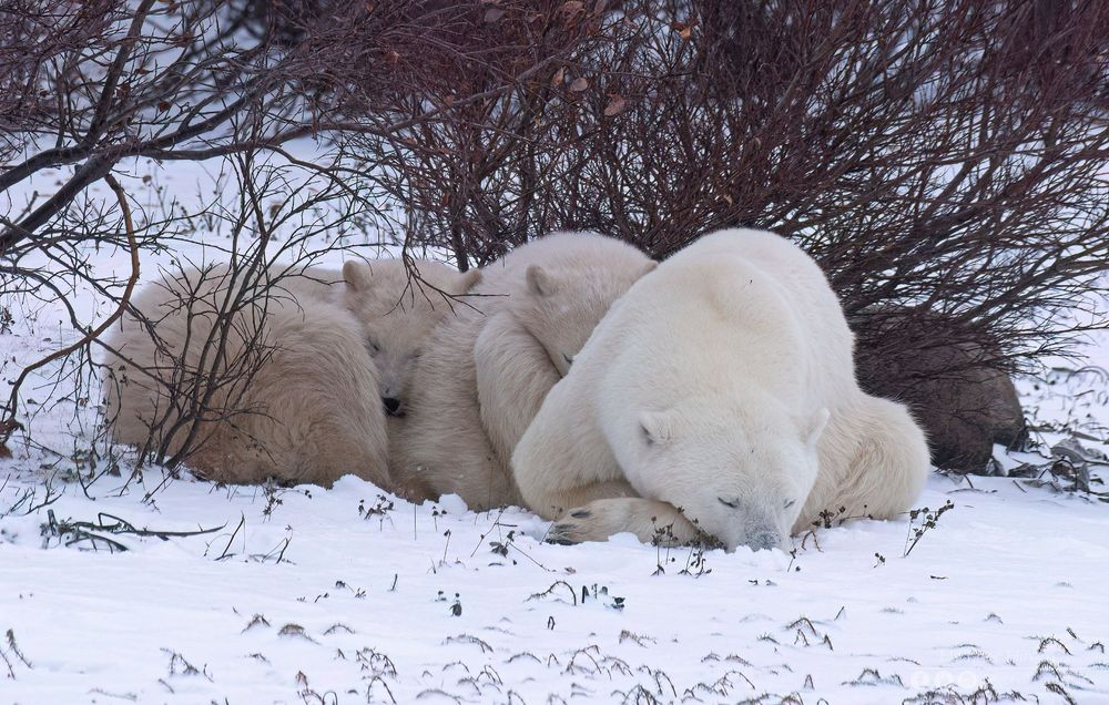 Two darker coloured 11-month-old polar bear cubs snuggle against their mother's side in the snow under a tangle of willows. 