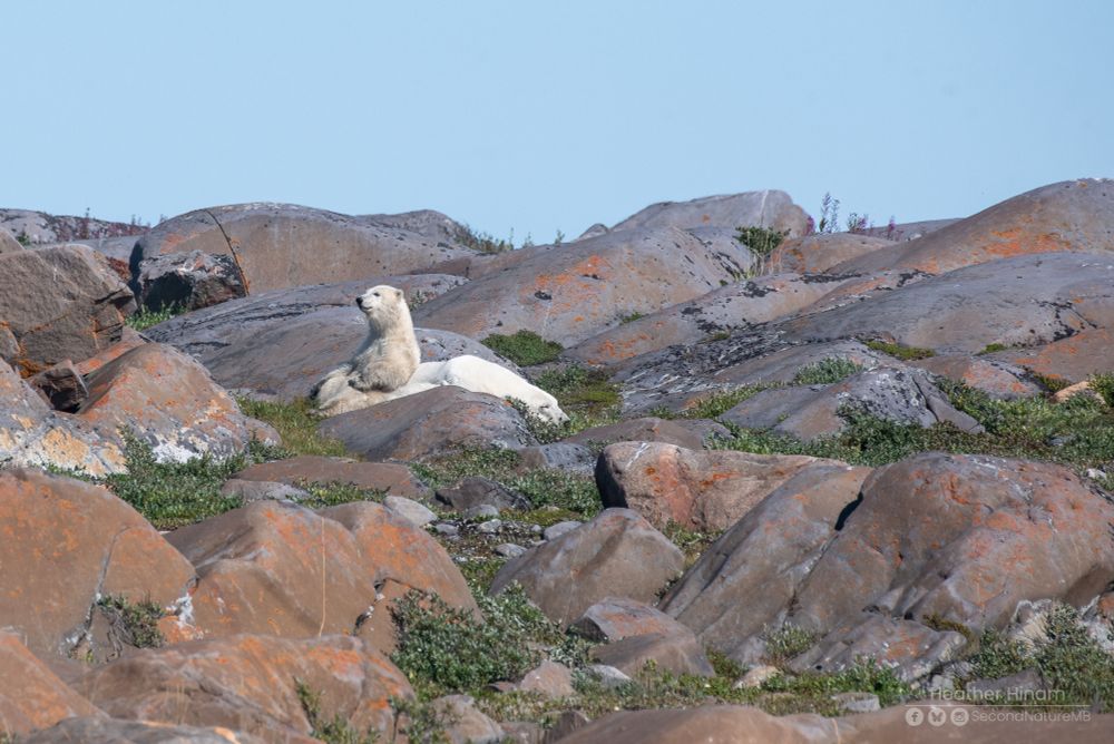 A polar bear cub sits with its back leaning against its sleeping mother and contemplates life among the reddish rocks on a sunny day. If you look really closely, you can see its sibling behind the rock. 
