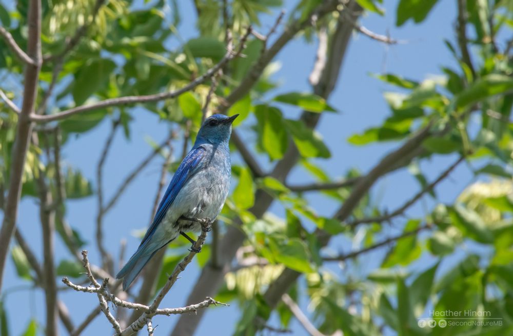 A cartoonishly blue male mountain bluebird looks down on the photographer from its perch in an ash tree as if to say 'be sure you get my good side'. 