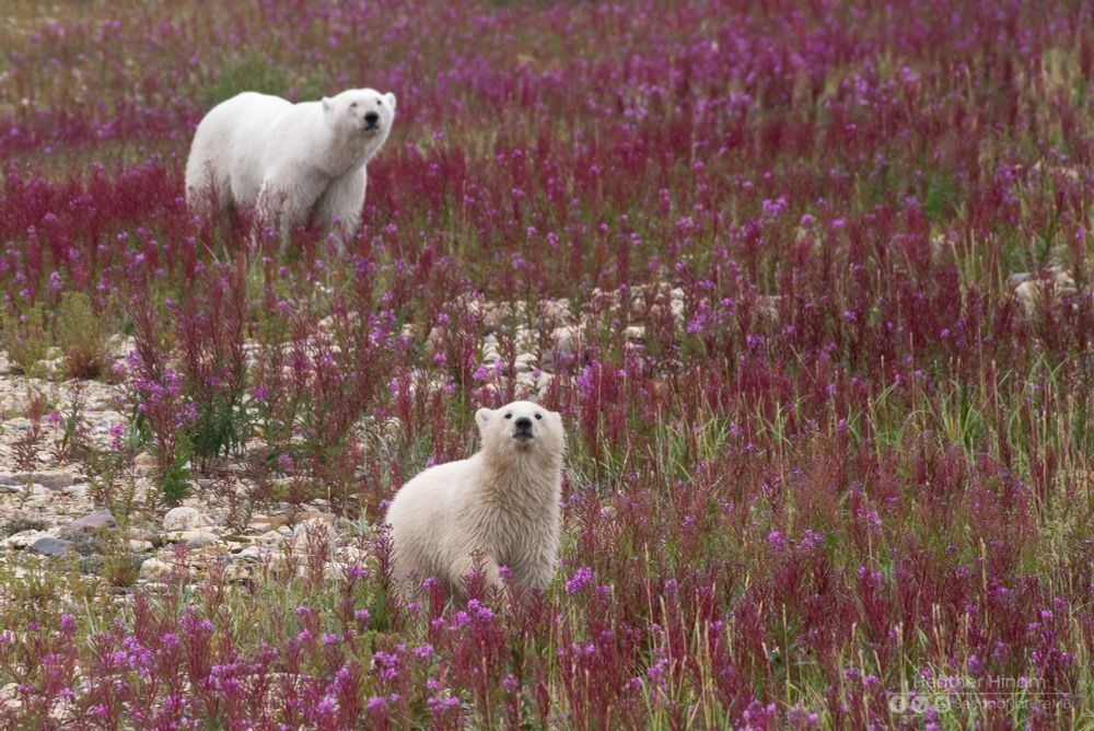 A small cub of the year sniffs the air while cautiously approaching the photographer who is perched high up in a tundra buggy. It's mom is watching from a distance in a patch of purple fireweed. 