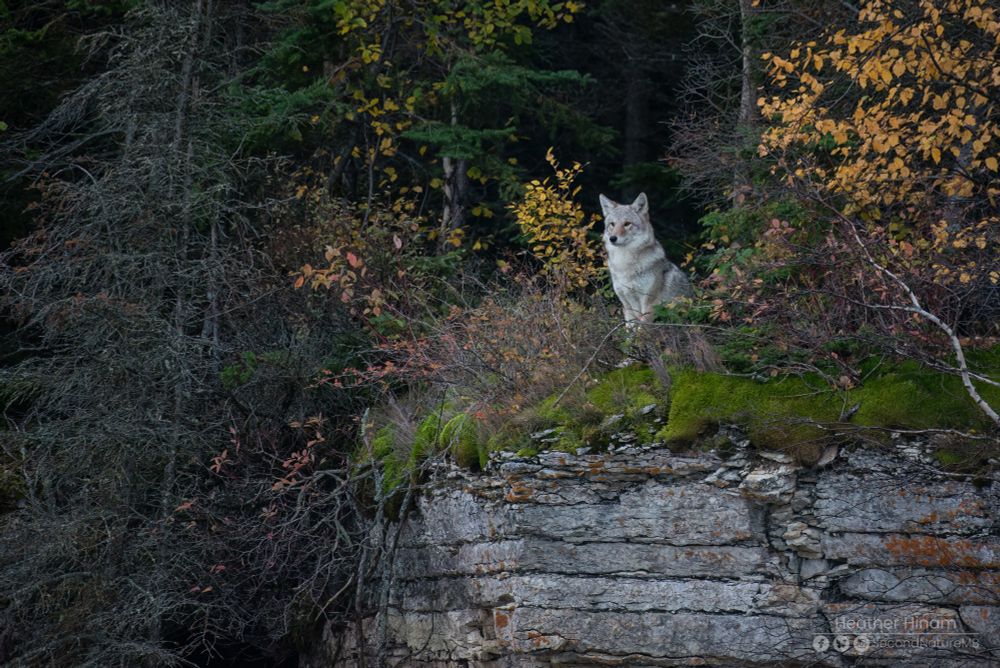 A large, healthy coyote watches out over an unseen lake from its perch atop a layered limestone cliff. The morning sun has not reached this spot yet and the coyote and the forest are still bathed in shadow.